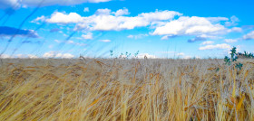 Ukraine sky field natural landscape barley grassland 1599809 pxhere