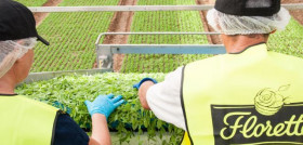 La compañía buscará soluciones para los empleados afectados.