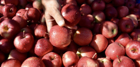La cosecha de productos biológicos rondará las 32.000 toneladas.