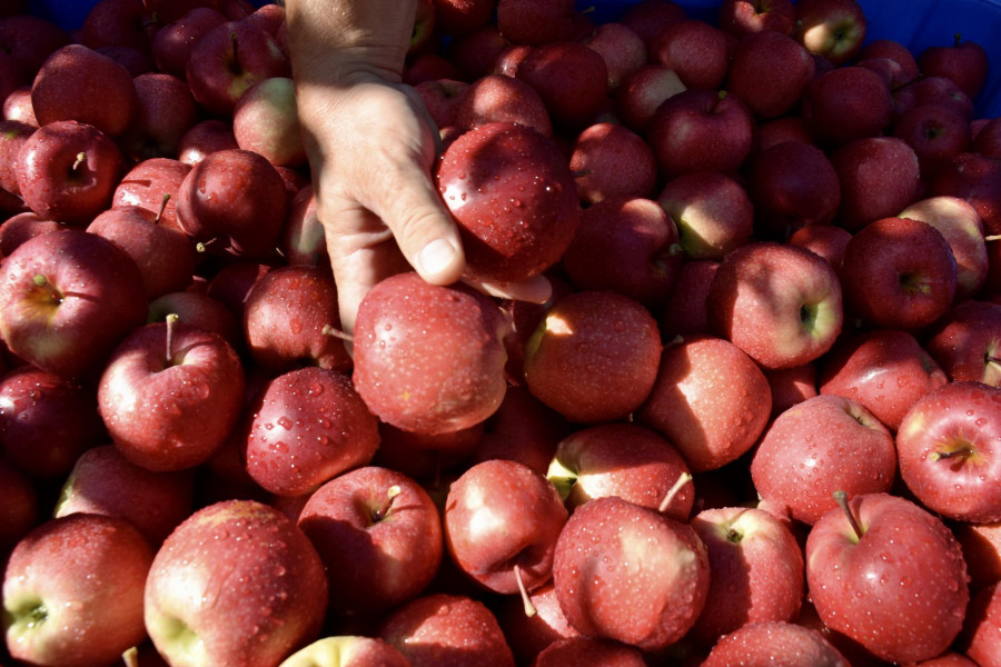La cosecha de productos biológicos rondará las 32.000 toneladas.