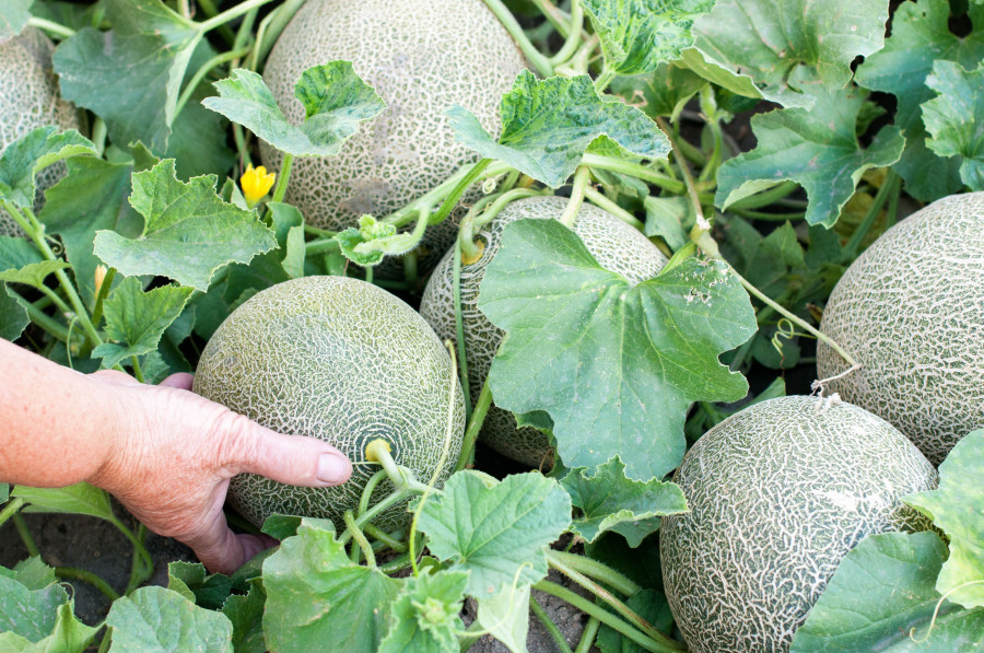 Los melones proceden de las zonas geográficas de Murcia, Valencia, Castellón y Almería, entre otras.