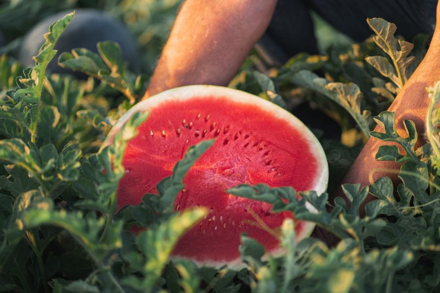 Entre las frutas de verano destacan los melones, sandías y frutas de hueso.