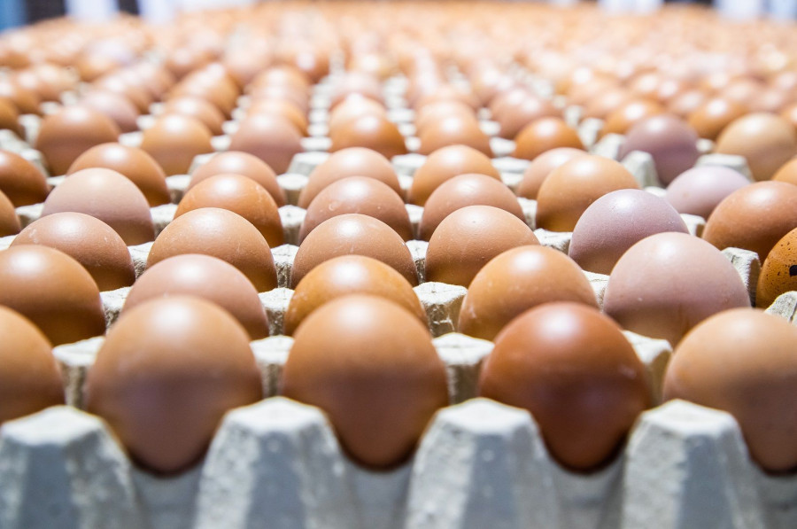 La Organización Interprofesional del Huevo y sus Productos (INPROVO) presenta el “Observatorio del Consumo de Huevo en España”, con el objetivo de profundizar en los cambios de hábitos de consu