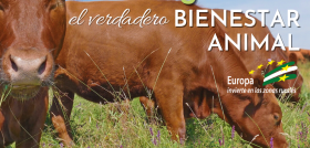 La ganadería ecológica evita el uso de productos químicos durante todo el proceso productivo, conserva el medio ambiente y el entorno natural y mantiene las condiciones necesarias para el desarroll