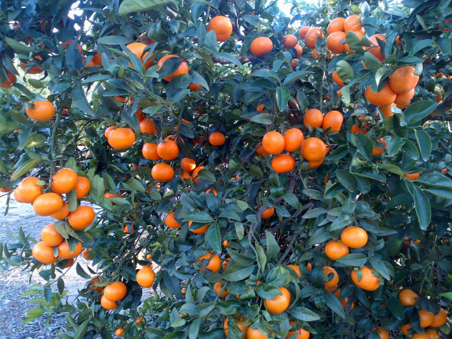 La web se estrena con material divulgativo sobre técnicas de cultivo especializadas en la mandarina Spring Sunshine.