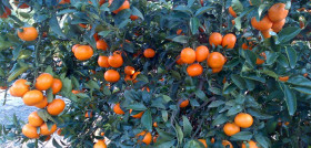 La web se estrena con material divulgativo sobre técnicas de cultivo especializadas en la mandarina Spring Sunshine.