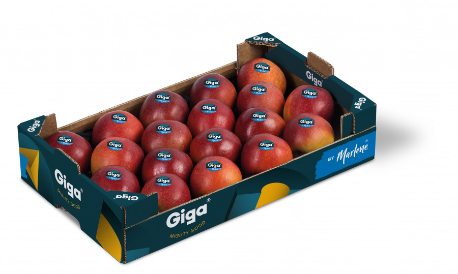 Con un calibre medio de 75/85 milímetros, Giga es una voluminosa manzana bicolor, de tonos rojizos sobre fondo amarillo.