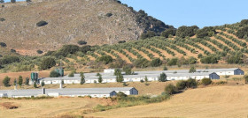 En 2020, según datos del Ministerio de Agricultura, Pesca y Alimentación, la producción de carne avícola alcanzó los 1.7 millones de toneladas.