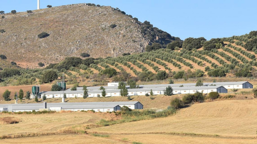 En 2020, según datos del Ministerio de Agricultura, Pesca y Alimentación, la producción de carne avícola alcanzó los 1.7 millones de toneladas.