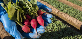 Agromediterránea ha incorporado un nuevo envase para la comercialización de rabanitos bio con su marca con Sun&Vegs.