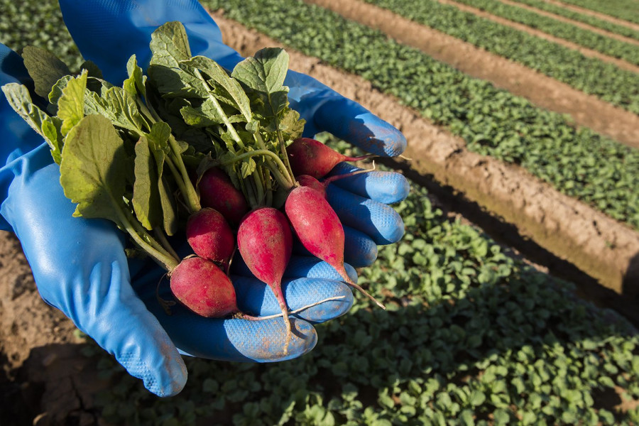 Agromediterránea ha incorporado un nuevo envase para la comercialización de rabanitos bio con su marca con Sun&Vegs.