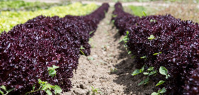 El proyecto, denominado Ecofood2023, se enmarca en las iniciativas dirigidas a captar fondos europeos a través de los Proyectos Estratégicos para la Recuperación y Transformación Económica (PERTE