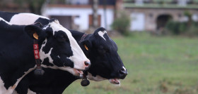En España, la compañía está trabajando con Fundación Global Nature para conseguir este objetivo en las granjas que le suministran leche.