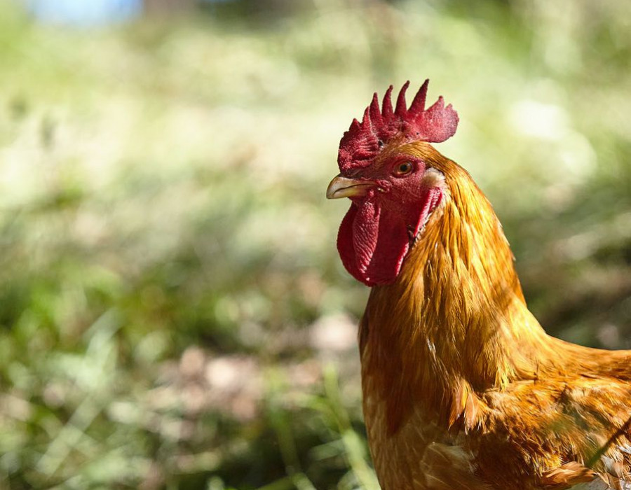 Los productos de ViuBé que se elaborarán en esta nueva planta del grupo Splendid Foods serán pollos enteros y su despiece, así como elaborados frescos y congelados.