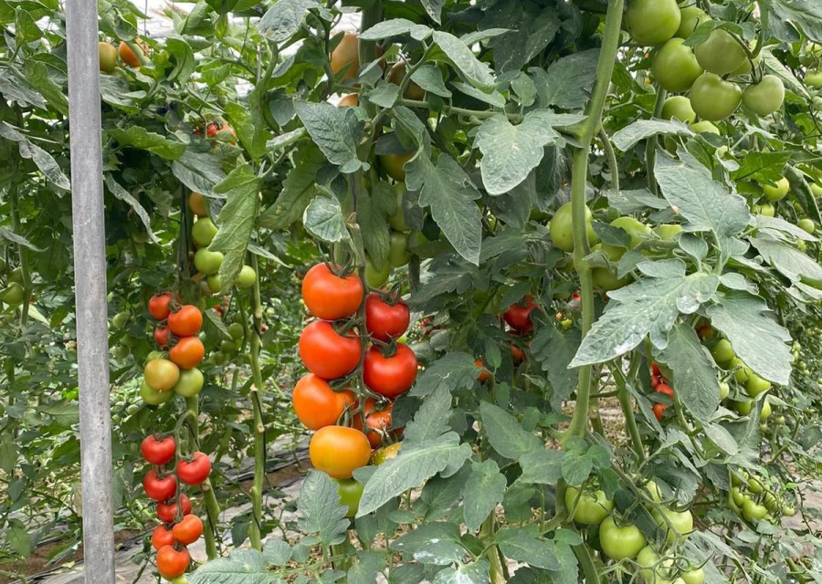 Casi el 40% de las startups españolas del sector Foodtech están centradas en el área de producción y transformación de alimentos, ya que es una tendencia que se está dando a nivel global y no s