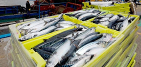 El objetivo es comercializar estas especies de pescado con el precio más justo y equitativo del mercado.