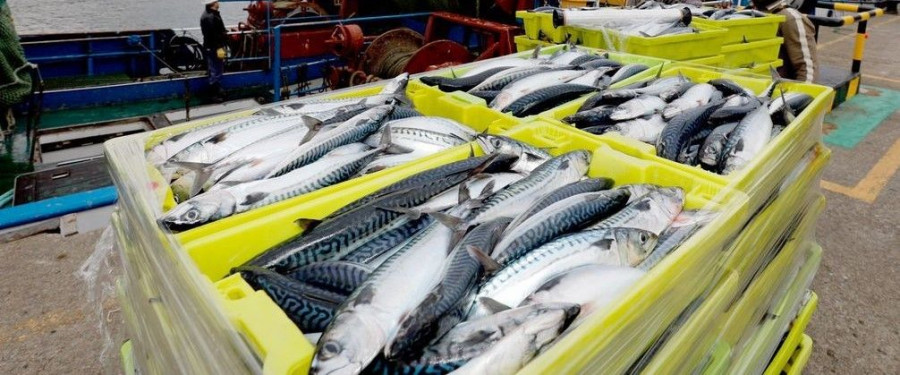 El objetivo es comercializar estas especies de pescado con el precio más justo y equitativo del mercado.