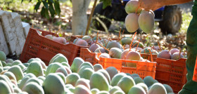 Carrefour contribuye a la expansión comercial de estos agricultores al exportar a otras de sus filiales europeas como Francia, Bélgica y Andorra más del 40% de la producción de mangos.