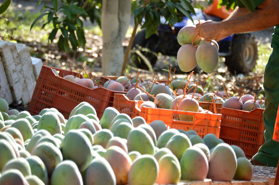 Carrefour contribuye a la expansión comercial de estos agricultores al exportar a otras de sus filiales europeas como Francia, Bélgica y Andorra más del 40% de la producción de mangos.