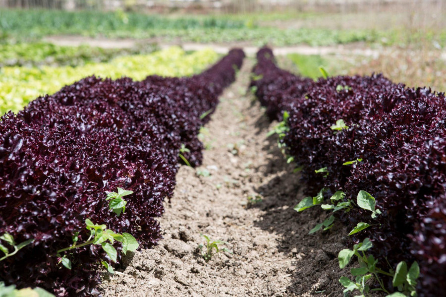 Existe una importante falta de conocimiento sobre los métodos de producción de las frutas y verduras europeas.