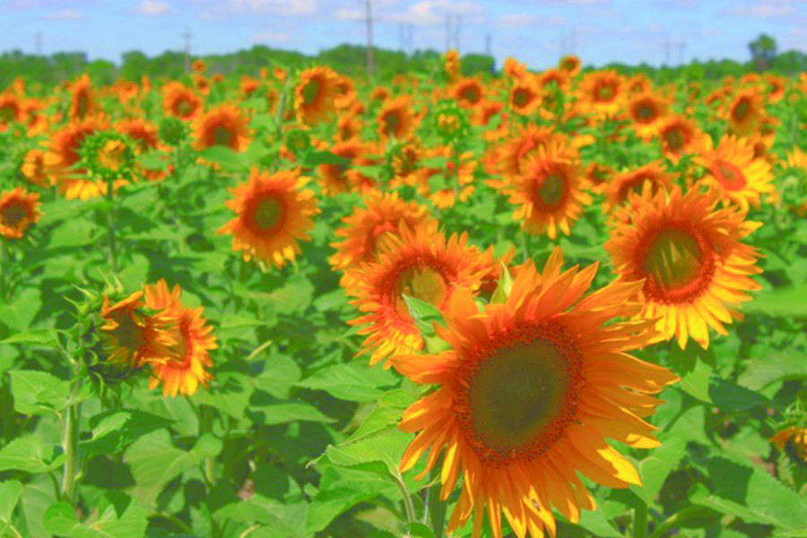 Alimentos como las pipas de girasol, por su riqueza en nutrientes, aportan energía y ayudan a regular el estado de ánimo.
