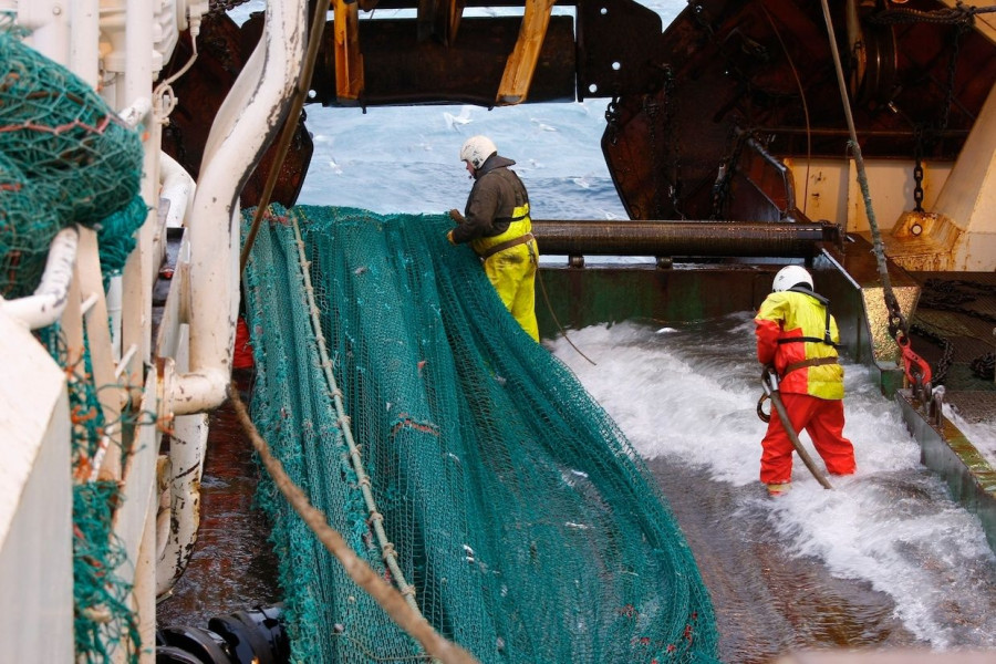 En función del resultado del estudio, Alcampo decidirá volver o no a comercializarla en sus pescaderías