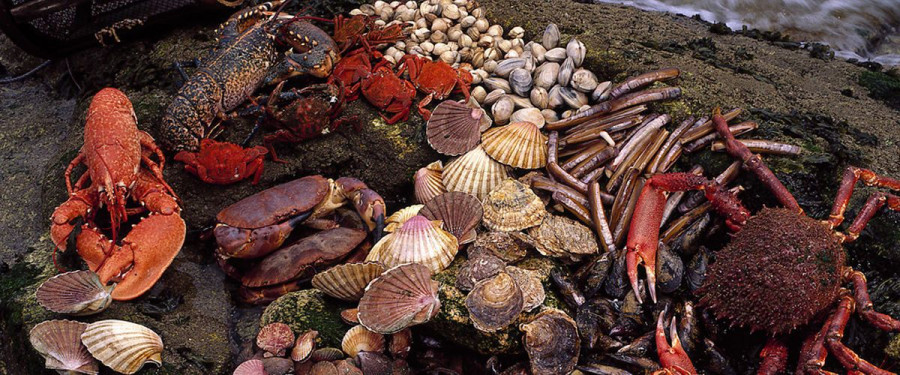 Mariscos Ogrove prepara un ambicioso cierre de año donde espera triplicar las ventas con respecto a las registradas en 2019.