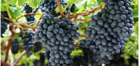 Carrefour exportó 2.700 toneladas de uvas origen España a 10 países europeos y asiáticos entre los que se encuentran Francia, Bélgica, Andorra, Italia, Polonia, Rumanía, Emiratos Árabes, China,
