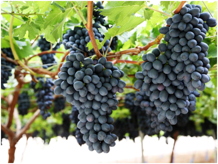 Carrefour exportó 2.700 toneladas de uvas origen España a 10 países europeos y asiáticos entre los que se encuentran Francia, Bélgica, Andorra, Italia, Polonia, Rumanía, Emiratos Árabes, China,