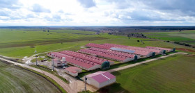 Granja de porcino de capa blanca.