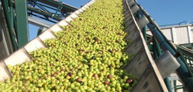 La aceituna verde, soporta desde octubre de 2019 un arancel del 25%, que EEUU puede incrementar el próximo mes de agosto hasta el 100% e incluso extenderlo a la aceituna negra.