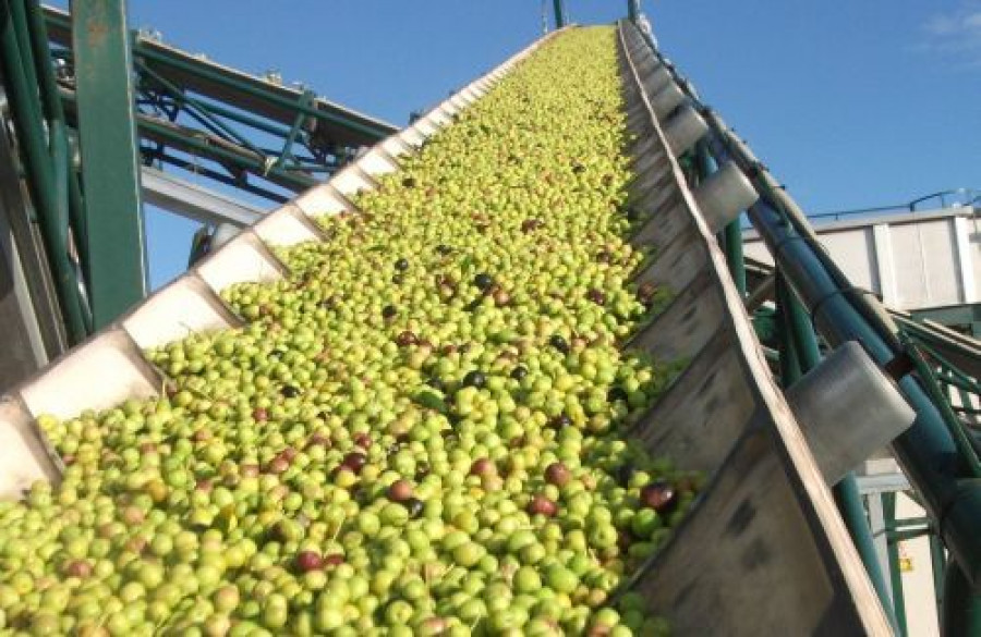 La aceituna verde, soporta desde octubre de 2019 un arancel del 25%, que EEUU puede incrementar el próximo mes de agosto hasta el 100% e incluso extenderlo a la aceituna negra.