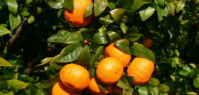 La mandarina Orri ha visto incrementado, hasta en un 54%, su volumen de ventas desde su regularización por parte de The Enforcement Organization, S.L., licenciatario máster de la variedad en España