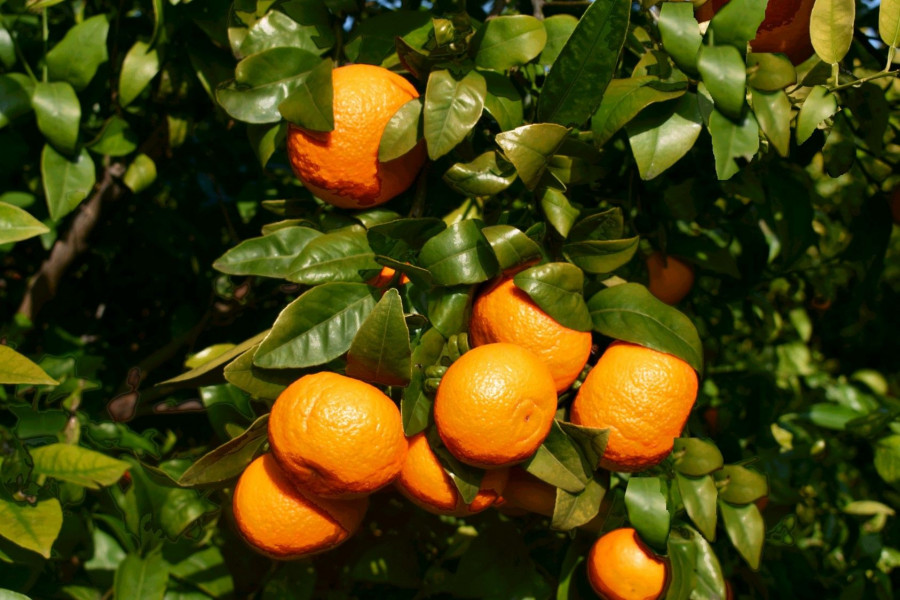 La mandarina Orri ha visto incrementado, hasta en un 54%, su volumen de ventas desde su regularización por parte de The Enforcement Organization, S.L., licenciatario máster de la variedad en España