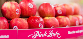 La manzana Pink Lady es una variedad resultante del cruce entre la Golden Delicious y la Lady Williams, con una estacionalidad que viene definida por un largo ciclo de maduración de siete meses.