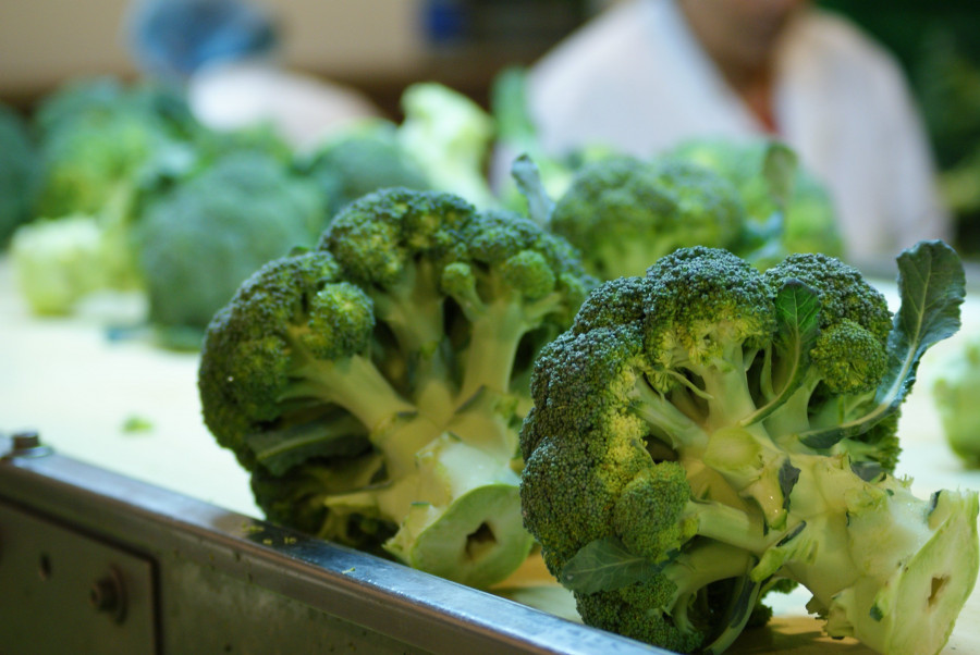 Actualmente en España se dedican alrededor de 50.000 hectáreas al cultivo del brócoli, en las que se producirán en 2020 cerca de 600.000 toneladas, unas 65.000 para el mercado nacional y 535.000 p
