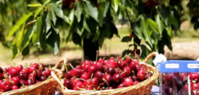Las cerezas del Jerte se caracterizan por ser un producto recolectado a mano una a una y plantado a diferentes niveles de altura para que su maduración sea en escalada.