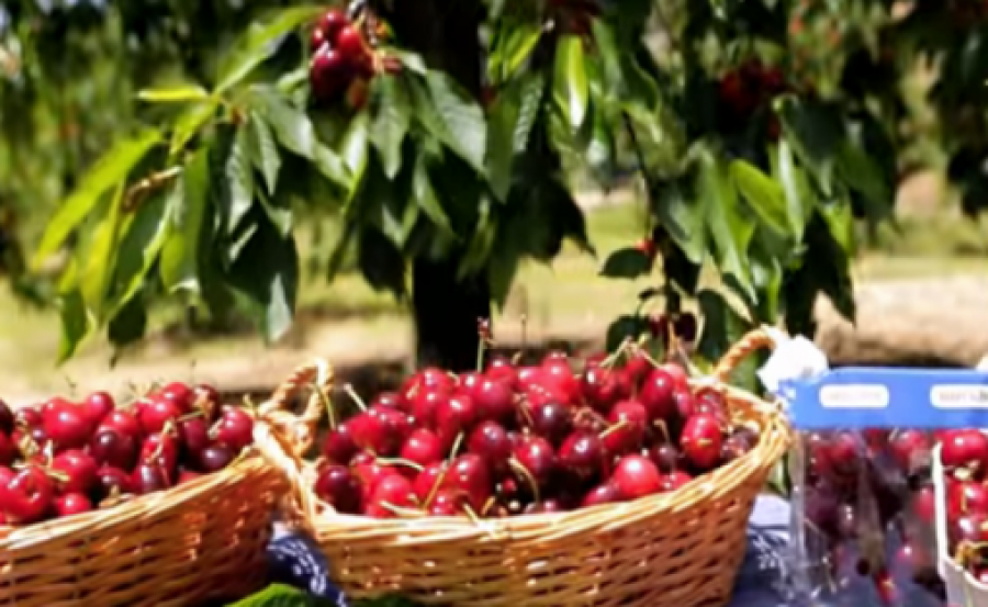 Las cerezas del Jerte se caracterizan por ser un producto recolectado a mano una a una y plantado a diferentes niveles de altura para que su maduración sea en escalada.