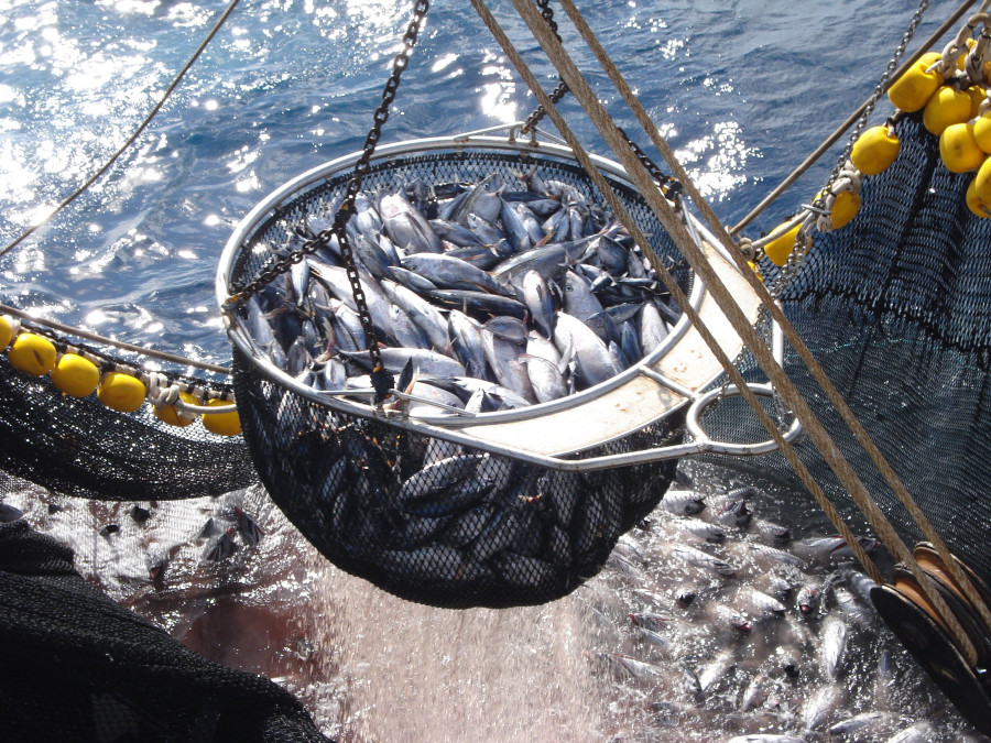 Las importaciones de atún procedente de China ascendieron a 79.500 toneladas el pasado año, representando el 53% del atún consumido en Europa.
