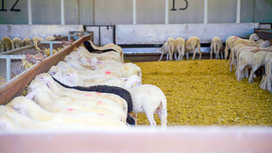 La crisis del Covid-19 ha provocado que el 70% de esta producción se haya dejado de comercializar, lo que se traduce en 160 millones de euros en pérdidas.