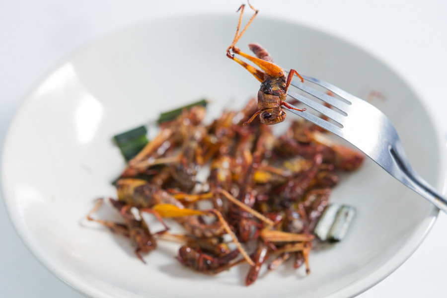 Se prevé que la demanda de proteínas en todo el mundo crezca en 250 millones de toneladas de aquí a 2035, por lo que los insectos son la fuente más sostenible para complementar dicha demanda.