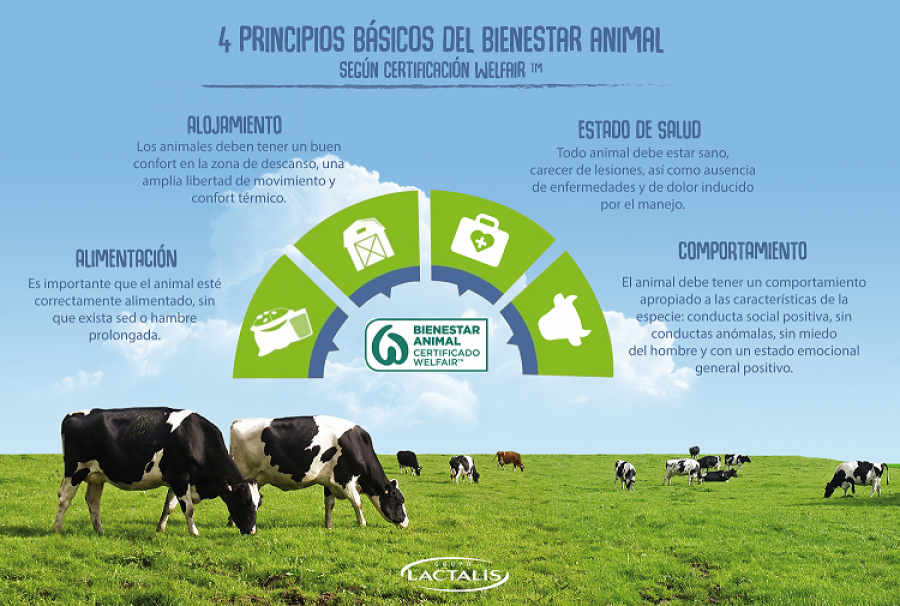 El objetivo de Lactalis es que la totalidad de sus ganaderos estén certificados en bienestar animal de aquí a 2021.
