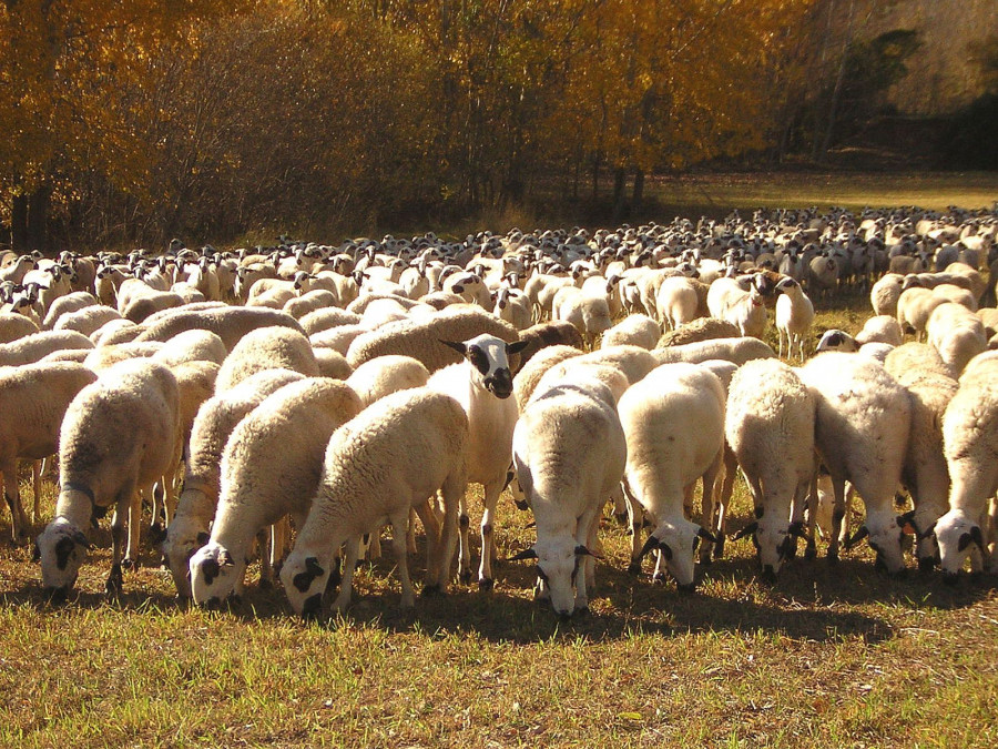 Estas subvenciones, para el ejercicio 2020, constituyen un complemento de las ayudas destinadas al pago por oveja y cabra establecidas en el Real Decreto 1075/2014 de ayudas de la PAC.