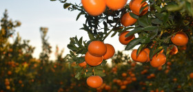 La promoción de esta preciada variedad comenzó en abril de 2018 con su presentación pública y, desde entonces, se han licenciado ya más de 250.000 plantas.