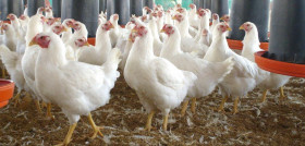 Los pollos están listos para ser consumidos en 45 días, un margen que permite maniobrar y que, en consecuencia, también se adueña de la incertidumbre con rapidez.