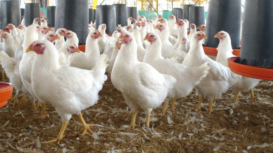 Los pollos están listos para ser consumidos en 45 días, un margen que permite maniobrar y que, en consecuencia, también se adueña de la incertidumbre con rapidez.