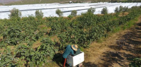 Este es el primer año que La Falamosa ofrece ciruela y el segundo en producir melocotón y nectarina, frutas que registran unas previsiones de recolección 4 veces superiores a las del año anterior.