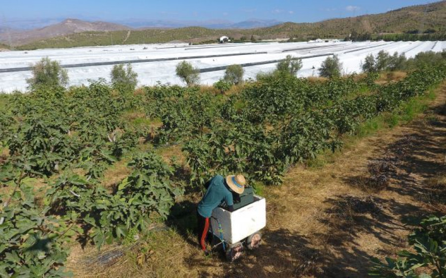 Este es el primer año que La Falamosa ofrece ciruela y el segundo en producir melocotón y nectarina, frutas que registran unas previsiones de recolección 4 veces superiores a las del año anterior.