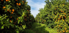 En un momento de alta demanda de cítricos, la variedad protegida Orri refuerza su imagen en los principales mercados mayoristas del país como son Madrid, Barcelona y Bilbao.