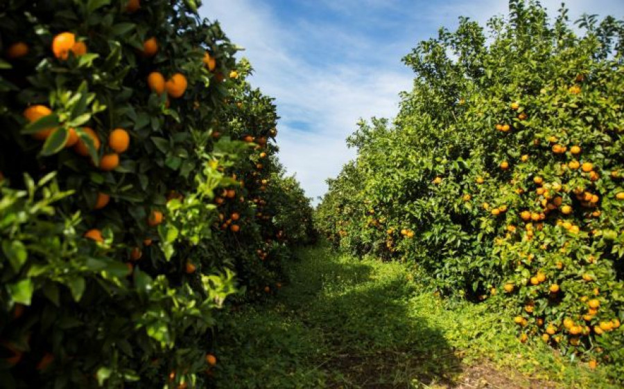 En un momento de alta demanda de cítricos, la variedad protegida Orri refuerza su imagen en los principales mercados mayoristas del país como son Madrid, Barcelona y Bilbao.